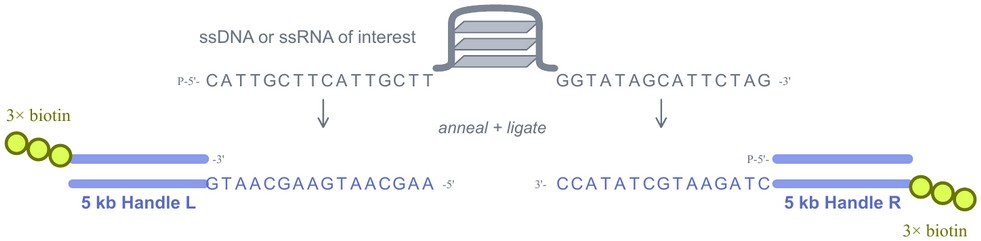 5 kb Handles: an ssDNA or ssRNA oligo annealed and ligated between Handle L and Handle R