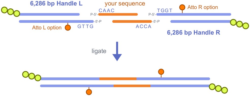 6.3 kb Handles: Handle L and Handle R ligated either side of your sequence