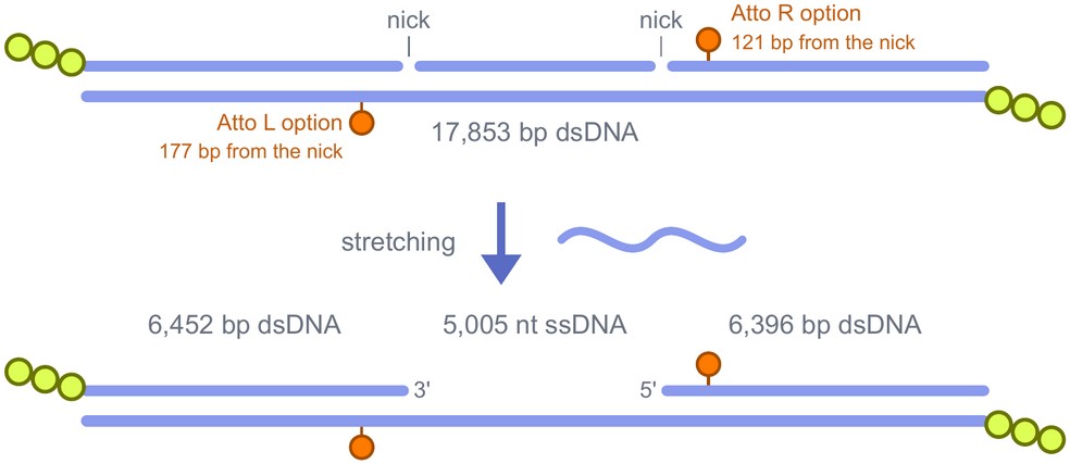 ssDNA Gap construct: two nicks open into a 5,005 nt ssDNA gap on stretching